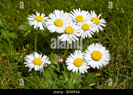 Lawn Daisies (Bellis perennis) Stock Photo