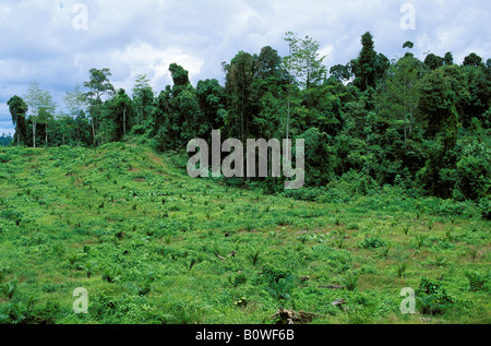 Young oil palm plantation (Elaeis) in front of rainforest, rainforest destruction, Sabah, Borneo, Southeast Asia Stock Photo
