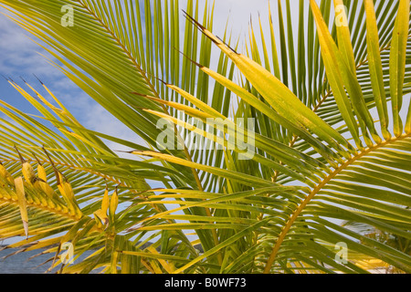 Palm tree on a beach, Manambato, Madagascar, Africa Stock Photo