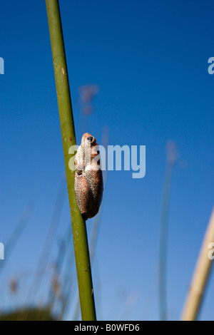 close-up Wide-angle portrait of  female painted reed frog lying on a single diagonal green papyrus reed in marsh Okavango Delta Botswana Africa Stock Photo