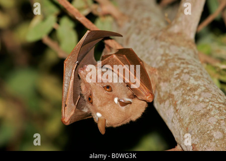 A Gambian (Peters’) Epauletted fruit bat (Epomophorus gambianus) hanging from a branch, Kruger National Park, South Africa Stock Photo