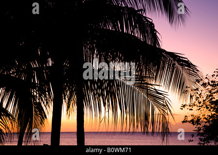 Palm Trees Silhouetted against the sunset in the Carribean island of Antigua Stock Photo