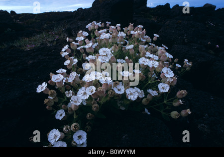 sea campion flower (Silene uniflora Roth) on black lava stone, Iceland Stock Photo