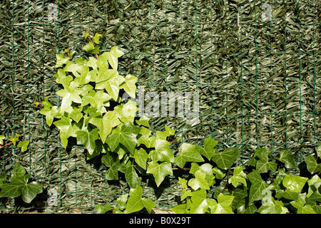 English Ivy, Hedera helix, climbing ivy on a wire mesh panel Stock Photo
