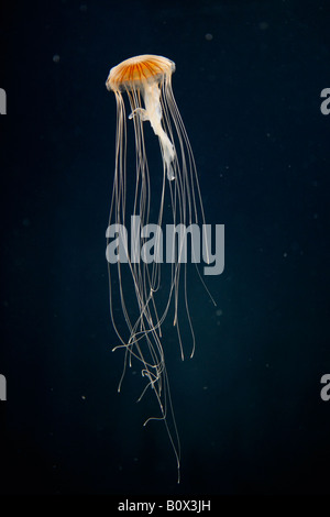 A Sea nettle jellyfish (Chrysaora melanaster), Berlin, Germany Stock Photo