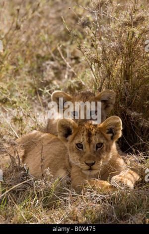 Two lion cubs lying down Stock Photo
