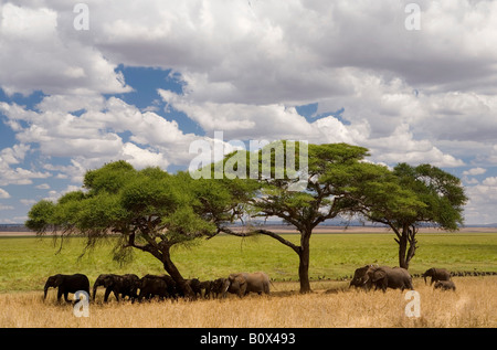 A herd of elephants standing under acacia trees Stock Photo