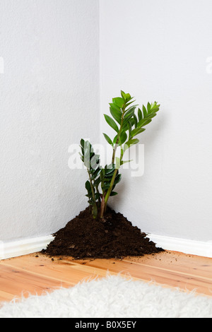 A plant growing out of a pile of dirt in the corner of a living room Stock Photo