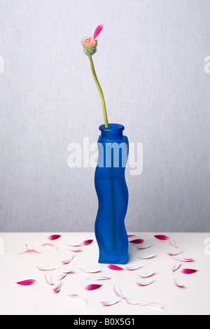 A Gerbera Daisy in a vase that has lost all its petals but one Stock Photo