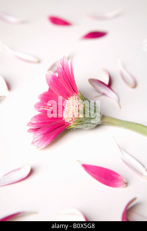 A Gerbera Daisy that has lost half its petals Stock Photo