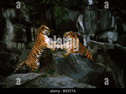 Two tigers fighting on rocks Stock Photo