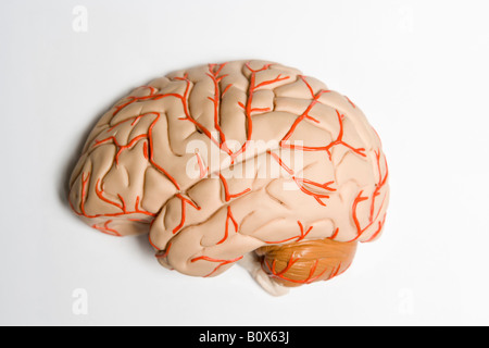 An anatomical model of human brain Stock Photo
