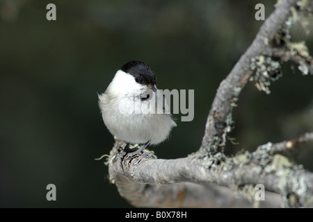 Guida naturalistica di RikenMon | Cincia bigia (Poecile palustris