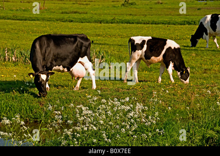 North South Holland Cow Netherlands dutch farming farmer agriculture Stock Photo