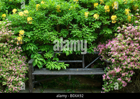 garden seat amongst rhododendrons and azaleas Stock Photo