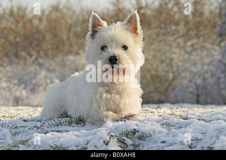 Westhighland White Terrier. Adult dog lying on snow Stock Photo