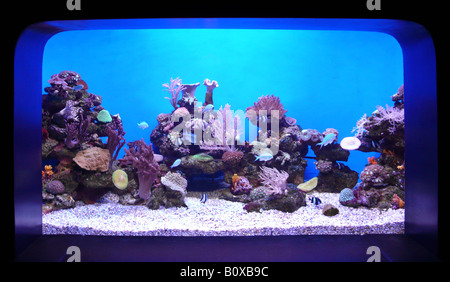 coral aquarium with fishes Stock Photo