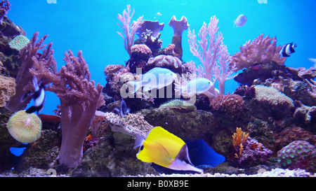 coral aquarium with colourful fishes Stock Photo