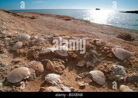 cockles (cockle shells) (Cardiidae), cockles in sedimentary rock at Punta Colorada, Mexico, Baja California, Isla San Jose Stock Photo