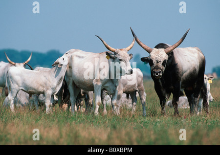 Hungarian Steppe Cattle, Hungarian Grey Cattle, Hungarian Podolian Steppe Cattle (Bos primigenius f. taurus), herd on pasture, Stock Photo