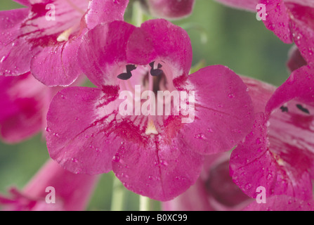 Penstemon 'Juicy Grape' Ice Cream Series (Beard tongue) Stock Photo