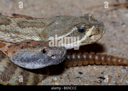 western rattlesnake, Northern Pacific Rattlesnake (Crotalus viridis), portrait of two individuals, USA Stock Photo