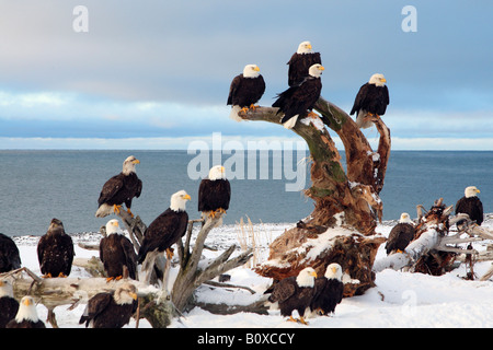 American bald eagle (Haliaeetus leucocephalus), group in winter, USA, Alaska Stock Photo