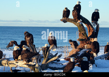 American bald eagle (Haliaeetus leucocephalus), group on the beach in winter, USA, Alaska Stock Photo