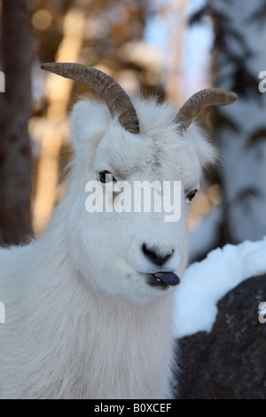 Dall's sheep, white sheep (Ovis dalli), portrait in winter, USA, Alaska Stock Photo