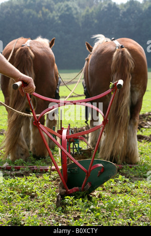 domestic horse (Equus przewalskii f. caballus), harnessed team in front of a plow Stock Photo