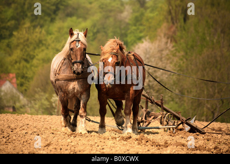 domestic horse (Equus przewalskii f. caballus), traditional farming with harnessed team Stock Photo