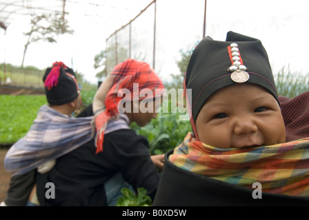 Akha women carry their babies on their backs while planting seedlings at a crop replacement center Doi Mon Lan, Thailand Stock Photo
