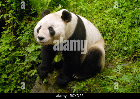 Giant Panda (Ailuropoda melanoleuca), adult sitting on the forest floor Stock Photo
