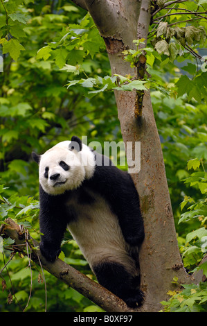Giant Panda (Ailuropoda melanoleuca), adult sitting on a tree Stock Photo