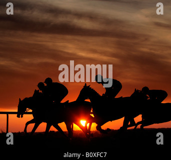 Horses silhouetted against the setting sun at an evening race meeting at Towcester Racecourse Stock Photo