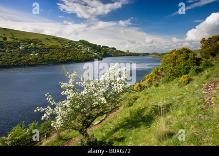 Blossoming trees beside Meldon Reservoir in the Spring Dartmoor National Park Devon England Stock Photo