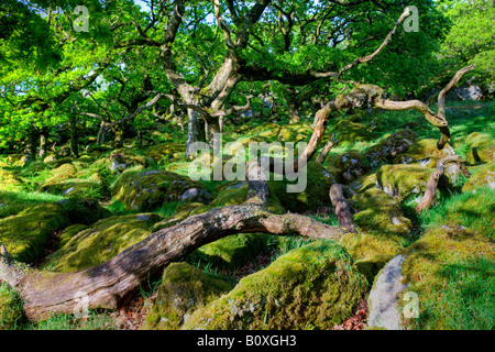 Ancient stunted oak woodland at Black a Tor Copse in Dartmoor National Park Devon England