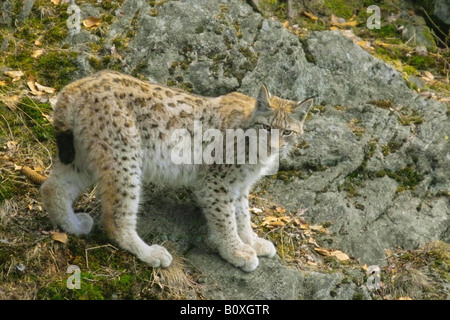 young lynx - standing / Lynx lynx Stock Photo