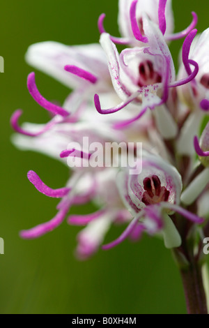 Close-up Of A Flower Stock Photo - Alamy