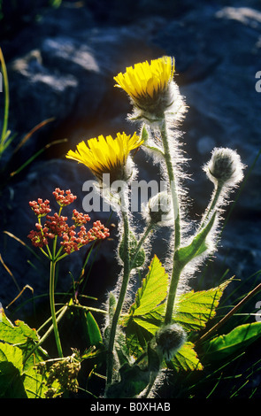 Shaggy Hawkweed / Hieracium villosum Stock Photo