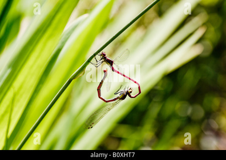 Mating pair of damselflies from the Large Red Damselfly species (Pyrrhosoma nymphula) hanging from a stem of grass. Stock Photo