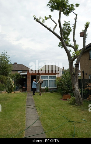 Back garden with apple tree, Bird nestbox and women by the seed feeder, Collier Row, Romford, Essex, Great Britain, UK, Europe E Stock Photo