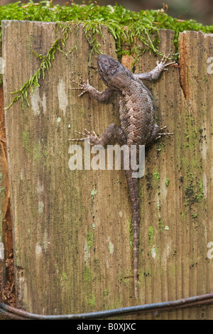 Western Fence Lizard Sceloporus occidentalis San Mateo County California United States Stock Photo