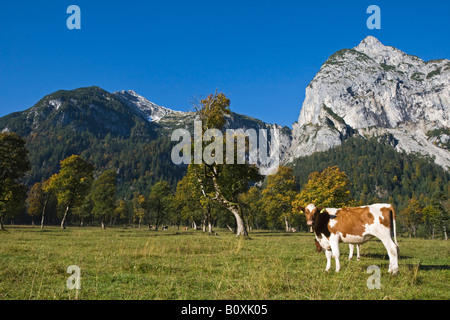 Austria, Tirol, Karwendel, Cows on meadow Stock Photo