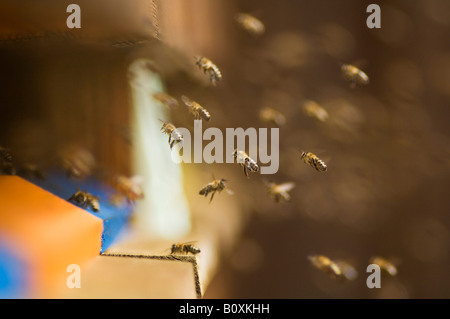 Honeybee hives (Apis mellifera) Stock Photo