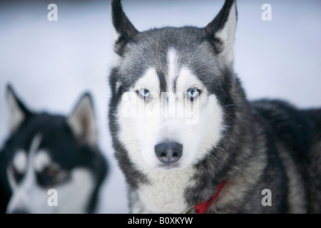 Two Siberian huskies in snow Stock Photo
