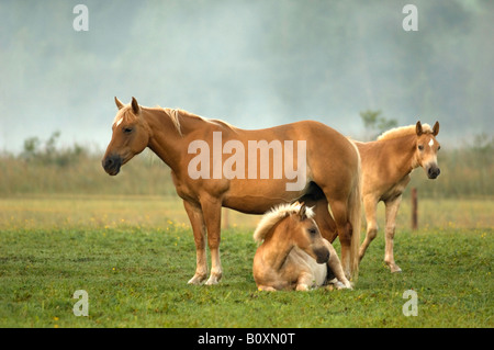 Haflinger horses and foals standing in pasture Stock Photo