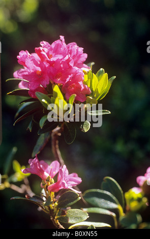 hairy alpine rose / Rhododendron hirsutum Stock Photo