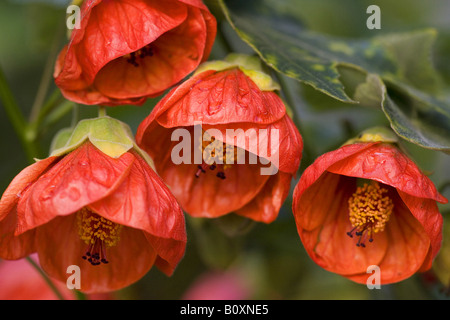 Abutilon - blossoms Stock Photo