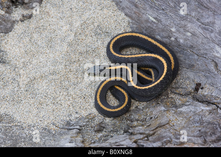 Santa Cruz garter snake, Thamnophis atratus atratus, California